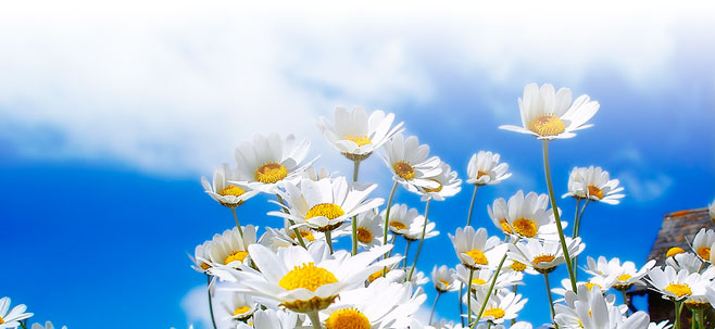 Primavera